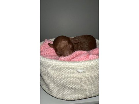 Kore red brown poodle dişi erkek rezerve için hazır bebekler