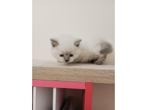Blue point british shorthair yavruları mavi gözlü bebekler