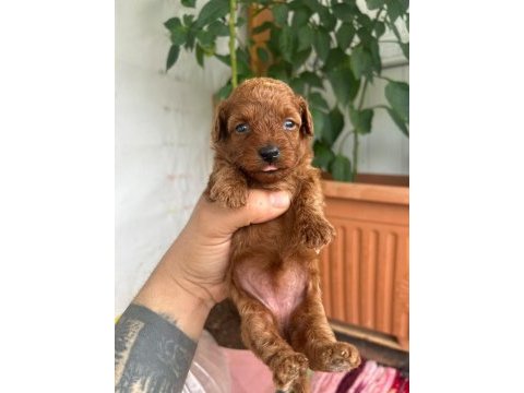 Toy poodle kore kan