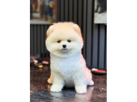 Pomeranian boo gülen yüz
