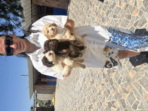 Lagotto yavrularım sağlık ve ırk garantilidir
