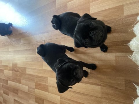 3 aylık erkek pug yavruları