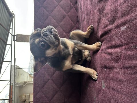 2 yaş blue-tan dişi french bulldog