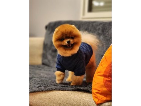 1 yaşında efsane ötesi erkek teddy bear surat pomeranian
