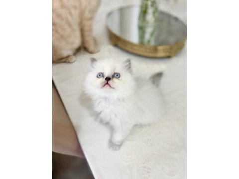 Bluepoint british longhair