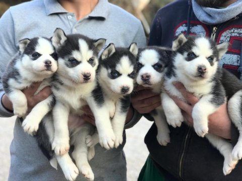 Maskeli orjinal mavi göz husky yavrular