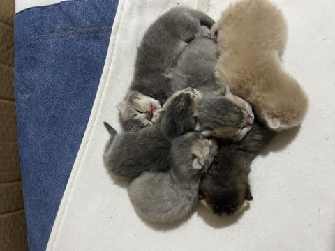 British shorthair ve bluepoint yavrularımız