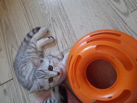 British shorthair yavrular