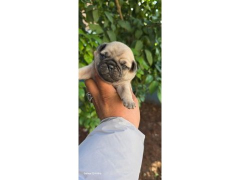 Mükemmel anatomiye sahip rıfkı pug mops