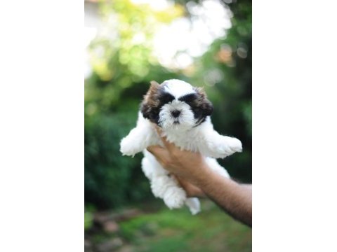 Anne altından harika safkan shih-tzu bebekler