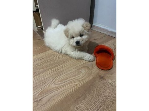 3 aylık erkek chow chow