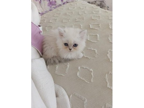 British longhair yavru sahiplendirme
