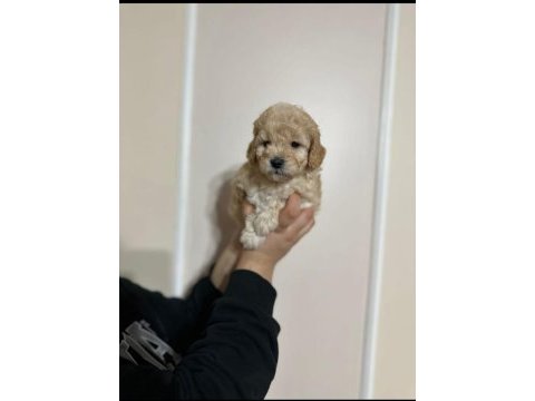 Maltipoo yavrularımız erkek/dişi