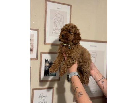 Kore toy poodle yavrular wc eğitimli aşılı