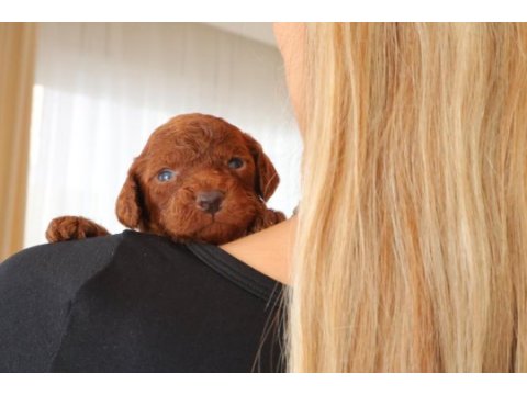 Red toy poodle