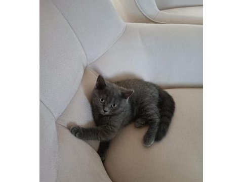 Erkek 3 aylık british shorthair kedi