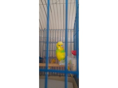 Muhabbet kuşları için ulaşın