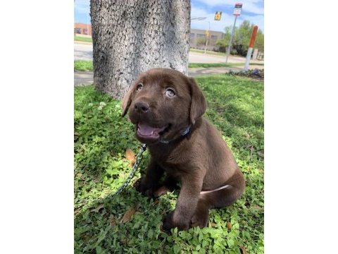 Labrador retriever bebeklerimiz evinizin neşesi olacaktır