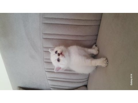 British shorthair karma