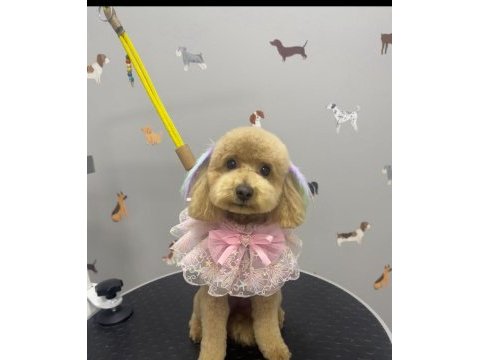 Ev ortamında büyüyen poodle bebekler