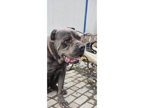 3 yaşında erkek cane corso evladımız