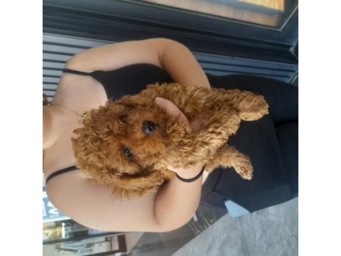 Efsane toy poodle yavrularımız