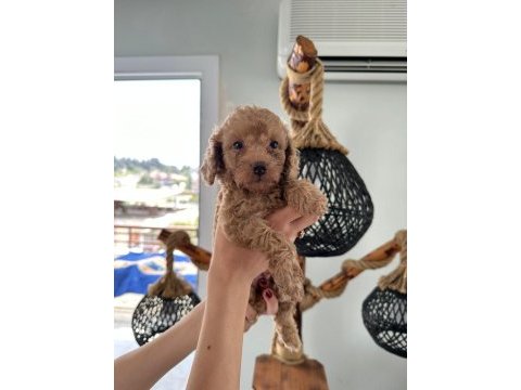 Minik toy poodle yavruları yeni sahiplerini arıyor