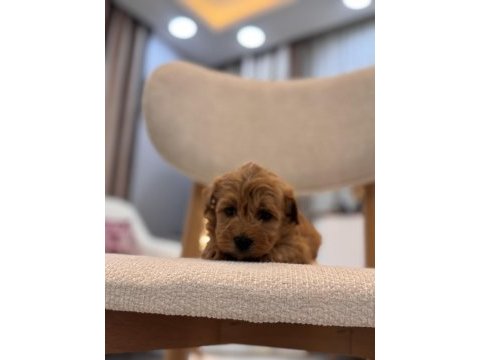 Orjinal maltipoo bebeklerim