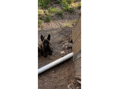 Belçika kurdu 2 aylık köpeğimiz