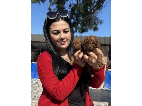 Sağlık ve ırk garantili toy poodle yavrularım