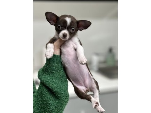 Şehir değişikliği nedeniyle köpeğimi vermek zorundayım