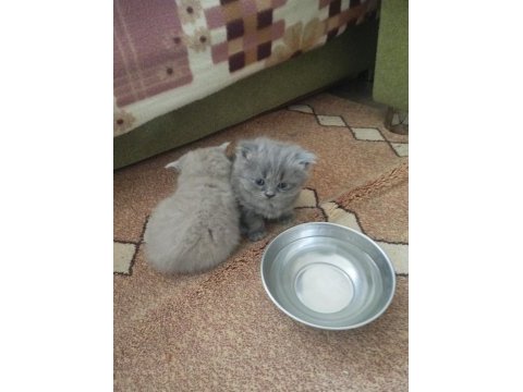 Sağlıklı oyuncu british shorthair bebekler