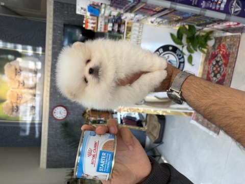 Ukrayna doğumlu pomeranian yavrular