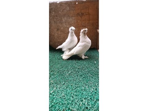 Özbek taklacı güvercini (çift tepeli gülbademler)