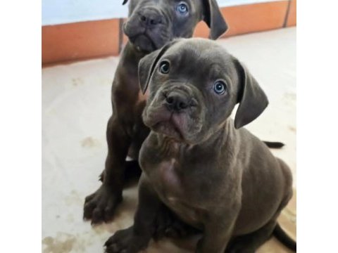 Türkiyenin en güvenilir çiftliğinden cane corso