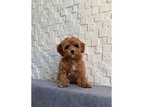 Maltipoo yavrularımız sizleri bekliyorlar