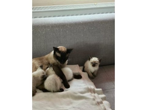 Mükemmel güzellikte siyam kedisi kızlarım