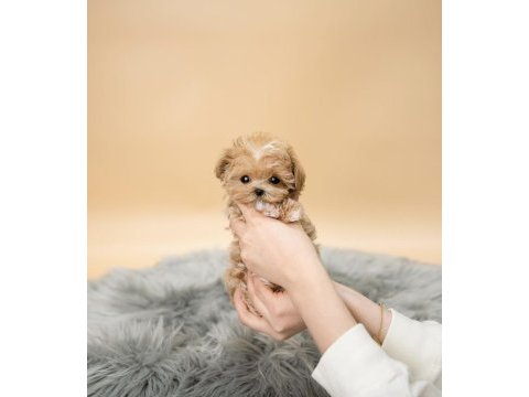 Maltipoo yavrularımız