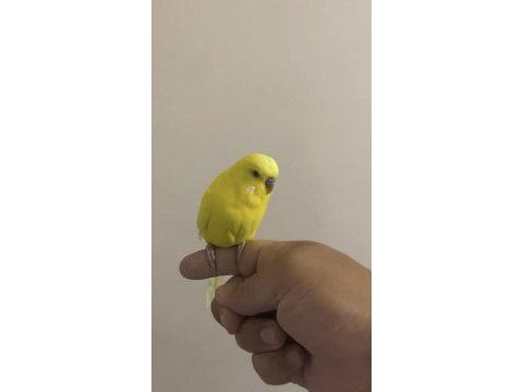 Konuşan ele kola gelen muhabbet kuşu