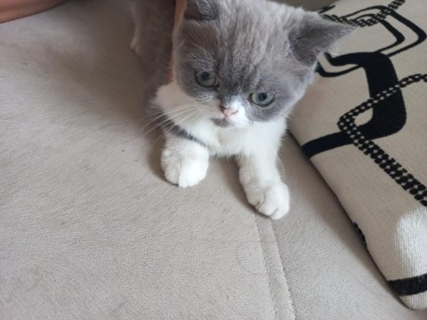 3.5 aylık erkek anne iran baba exotic shorthair çok uygun
