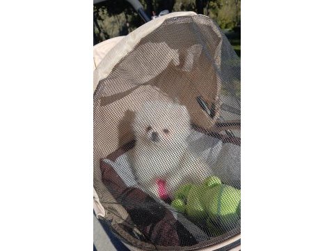 Safkan a kalite teacup erkek pomeranian yavrum