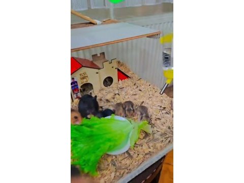 Yavru hamster