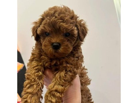 Toy poodle yavruları