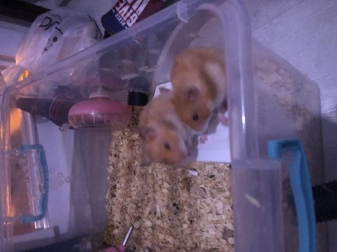 Yavru hamster