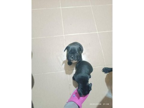 Erkek french bulldog bebekler sahiplerini bekliyor 1.5 aylık
