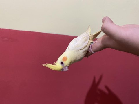Bebek lutino sultan papağanı