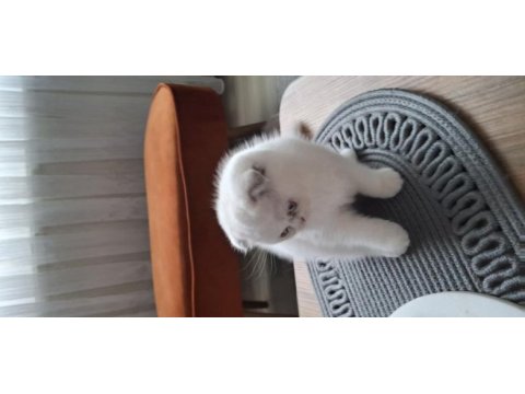 Beyaz sevimli scottish fold erkek yavru