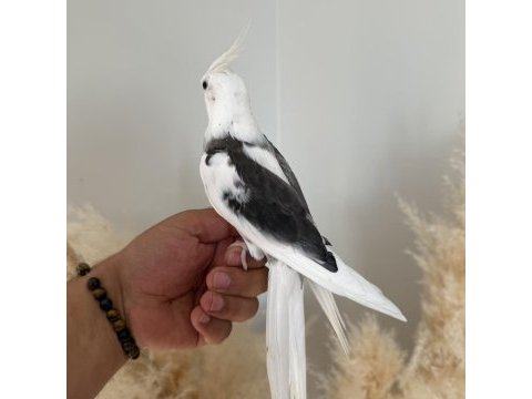 Sultan papağanı evcil