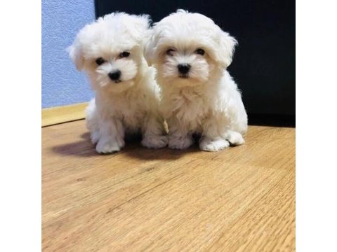 Kore maltese