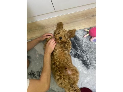 Muhteşem tüy yapısı ile çipli toy poodle